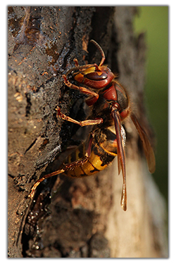 Europäische Hornisse (Vespa crabro germana)