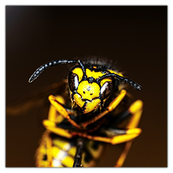 Deutsche Wespe (Vespula germanica)